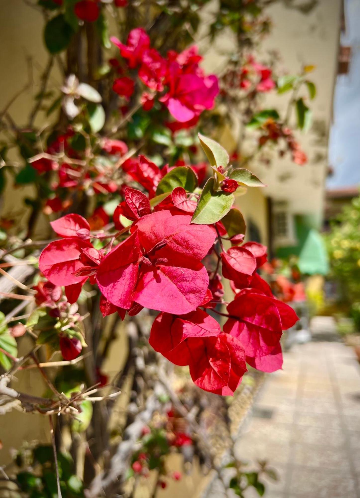 Bed&Breakfast Villa Lorena Forte dei Marmi Exteriér fotografie